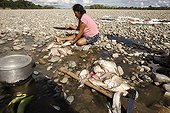 Fisherman hollowing out fishes on Madre de Dios bank Peru