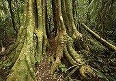 Aerial roots and truncs in virgin forest Manu National Park