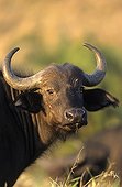 Portrait of Cape Buffalo Masai Mara Kenya