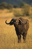 Cape Buffalo in savanna Masai Mara Kenya