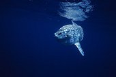 Ocean sunfish swimming below the surface Mediterranean sea