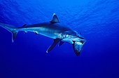 Silvertip shark feeding prey Pacific ocean Rangiroa
