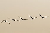 Wintering Pale-bellied Brent Gooses in flight Brittany