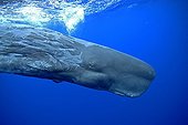 Sperm whale swimming underwater in Atlantic Ocean Azores