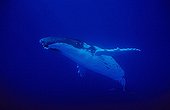 Humpback whale is swimming in open water Polynesia