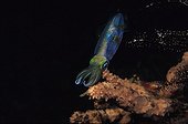 Squid in Flores island Indonesia Indian Ocean