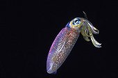 Squid in Flores island Indonesia Indian Ocean