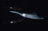 Southern calamry squid in Pacific ocean Australia
