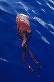 Giant octopus killed by a sperm whale Pico Island Azores