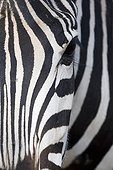 Chamfer and eye of a Quagga Granada Costa Tropical Spain