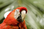 Portrait of a Scarlet macaw Costa Rica
