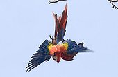 Scarlet macaw fighting while falling Costa Rica