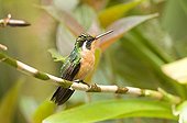 White-throated Mountain-gem female Monteverde Costa Rica