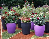 Flowers in pot on a garden terrace