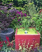Purple japanese maple and little garden pound