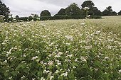 Field of buckwheat at Keraden Côtes-d'Armor France