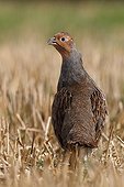 Grey partridge in a mown field  Great Britain
