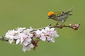 Firecrest perched in flowering tree Great Britain