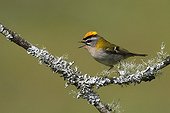 Firecrest singing on a branch Great Britain