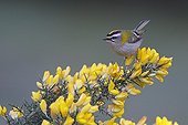 Firecrest perched on a branch of broom Great Britain