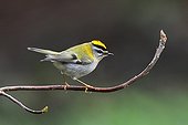 Firecrest perched on a branch Great Britain