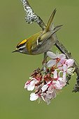 Firecrest perched on a flowering tree Great Britain