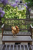 Hen standing on a table in a garden