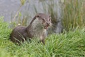 European Otter on a river bank Great Britain