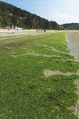 Beach with green tide pollution Brittany France ; Story : "Green tide in Brittany - 2009"