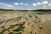 Beach with green tide pollution Brittany France ; Story : "Green tide in Brittany - 2009"