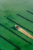Green tide pollution on bouchots for breeding Mussels ; Story : "Green tide in Brittany - 2009"