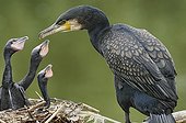 Great Cormorant feeding its fledglings in its nest Lorraine