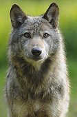 Gray Wolf watching Rhodes Zoological Garden Lorraine