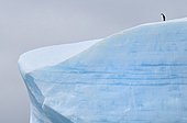 Manchot à jugulaire sur un immense iceberg Ile de l'Eléphant