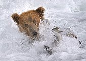 Brown Bear in water fishing Salmon Katmai NP Alaska ; Veolia Environnement Wildlife Photographer of the Year 2009<br>Animal Behaviour: Mammals - Highly Commended<br>White-water fishing<br><br>Concours National Nature Images Projetées (FPF)