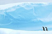 Manchots papou se reposant sur un iceberg Antarctique