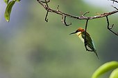 Chestnut-headed Bee-eater on a branch Thailand