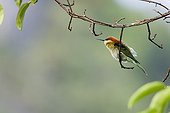 Chestnut-headed Bee-eater on a branch Thailand