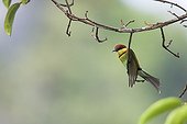 Chestnut-headed Bee-eater on a branch Thailand