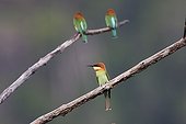 Group of Chestnut-headed Bee-eater on a branch Thailand
