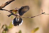 Chestnut-headed Bee-eater on a branch and Spotted Dove