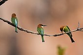 Groupe of Chestnut-headed Bee-eater on a branch Thailand