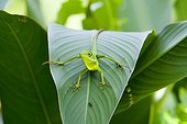 Green-crested Lizard Thailand