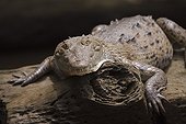 American Crocodile on a trunk Tortuguero Costa Rica