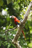 Scarlet Macaw on a branch Corcovado Costa Rica