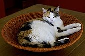Tricolor cat lying in a basket round France 