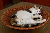 Tricolor cat asleep in a basket round France