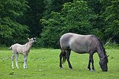 Tarpan female and foal grazing Poland 