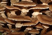 Dark Honey Fungus Netherlands