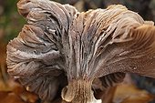Honey mushroom decompose Netherlands 
